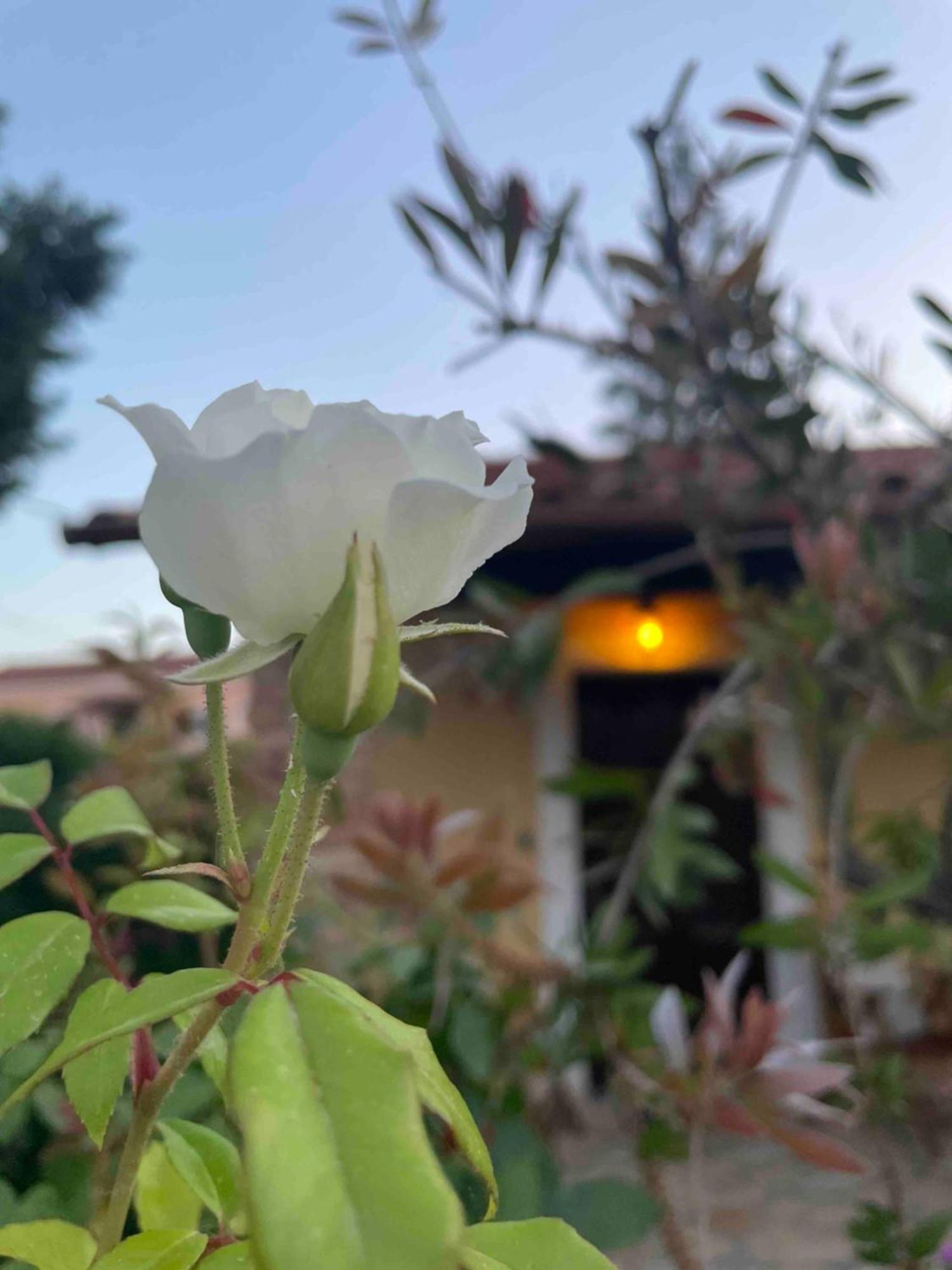 Villa Tina Country Beach Apartments アカラヴィ 部屋 写真